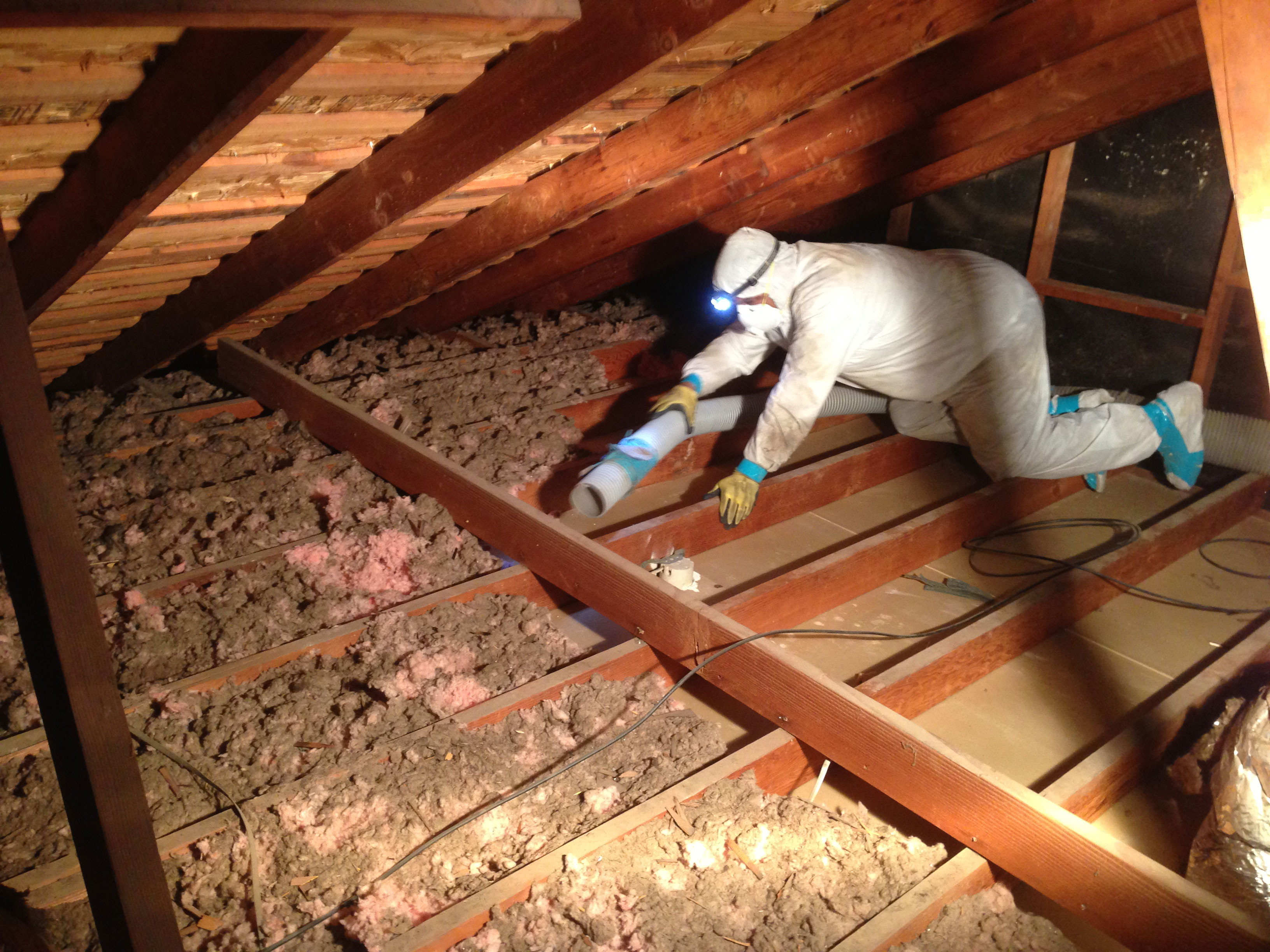 insulation removal attic removing amazing